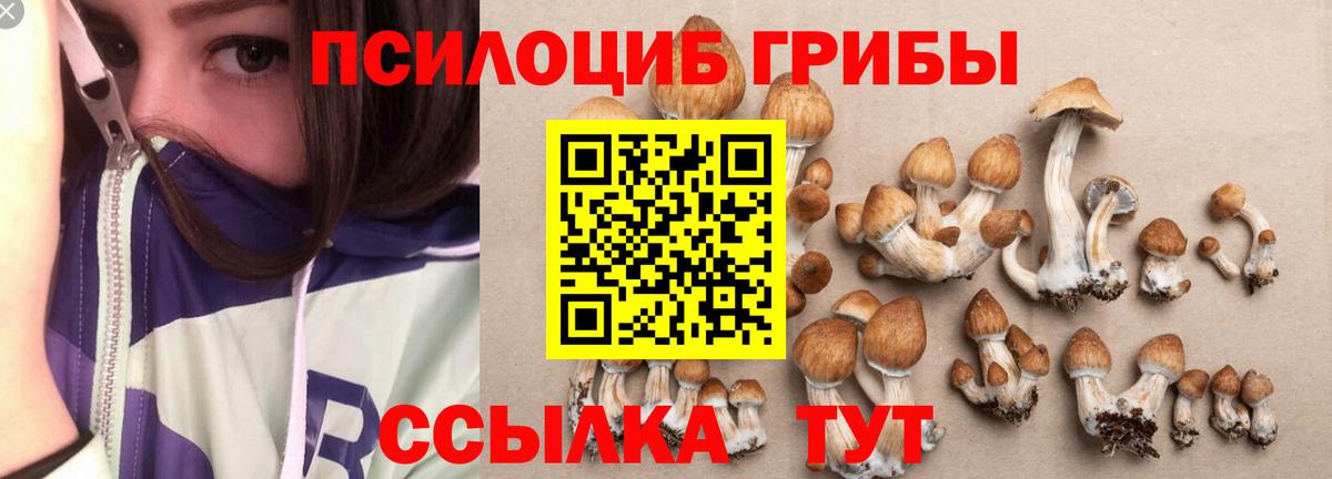 Сальск  Псилоцибиновые грибы Cubensis  Вход с VPN 